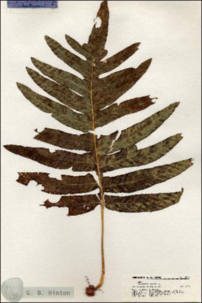 URN_catalog_HBHinton_herbarium_20889.jpg.jpg