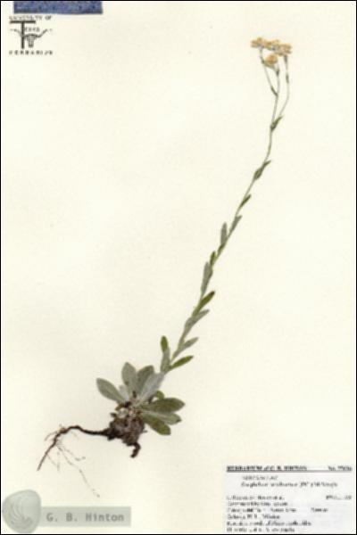 URN_catalog_HBHinton_herbarium_25626.jpg.jpg