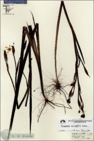 URN_catalog_HBHinton_herbarium_26663.jpg.jpg