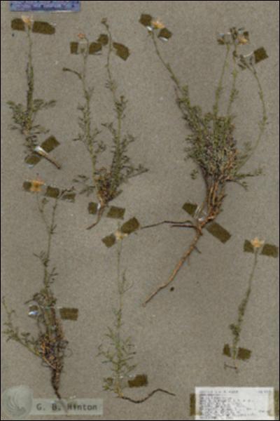 URN_catalog_HBHinton_herbarium_18195.jpg.jpg
