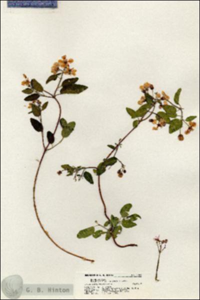 URN_catalog_HBHinton_herbarium_20809.jpg.jpg