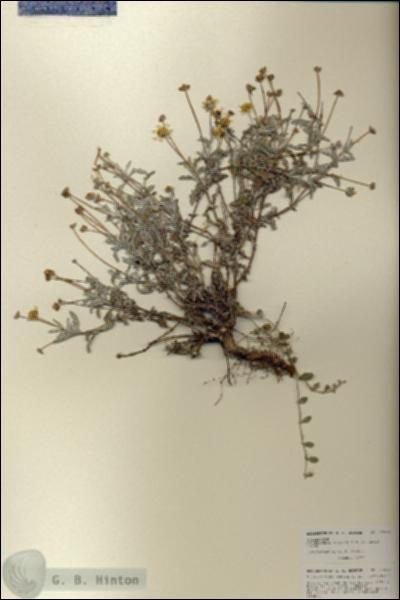 URN_catalog_HBHinton_herbarium_27074.jpg.jpg