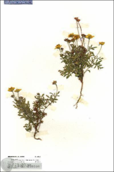 URN_catalog_HBHinton_herbarium_20187.jpg.jpg