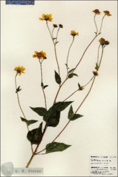 URN_catalog_HBHinton_herbarium_23599.jpg.jpg