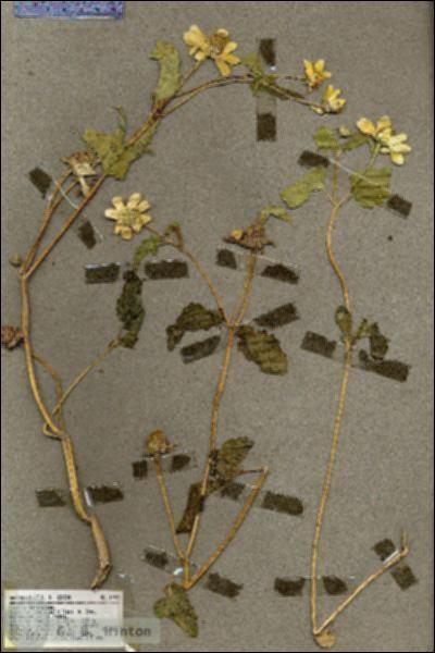 URN_catalog_HBHinton_herbarium_19485.jpg.jpg
