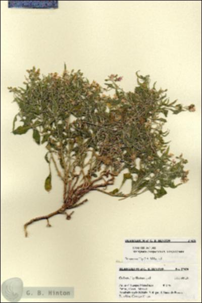 URN_catalog_HBHinton_herbarium_27428.jpg.jpg