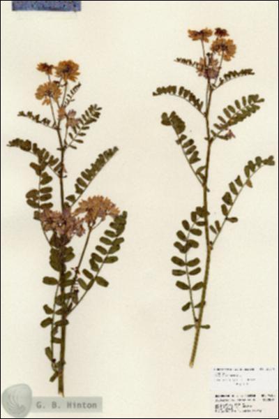 URN_catalog_HBHinton_herbarium_24138.jpg.jpg