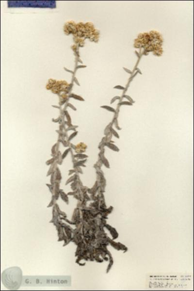 URN_catalog_HBHinton_herbarium_24806.jpg.jpg