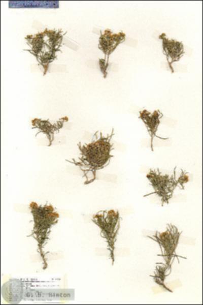 URN_catalog_HBHinton_herbarium_19223.jpg.jpg