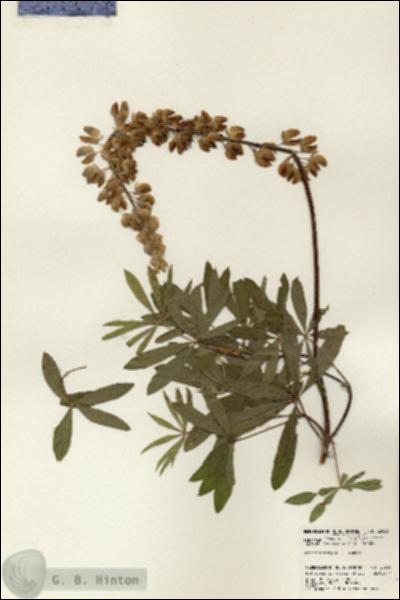URN_catalog_HBHinton_herbarium_22936.jpg.jpg