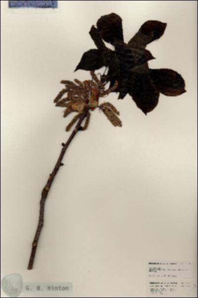 URN_catalog_HBHinton_herbarium_25173.jpg.jpg
