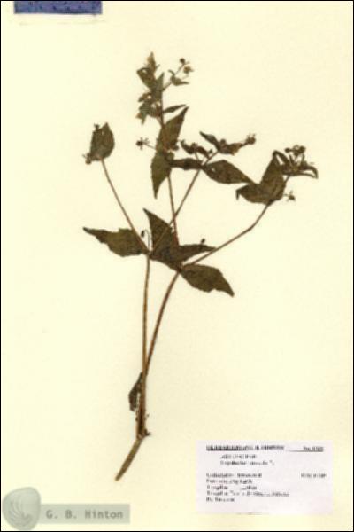 URN_catalog_HBHinton_herbarium_1925.jpg.jpg
