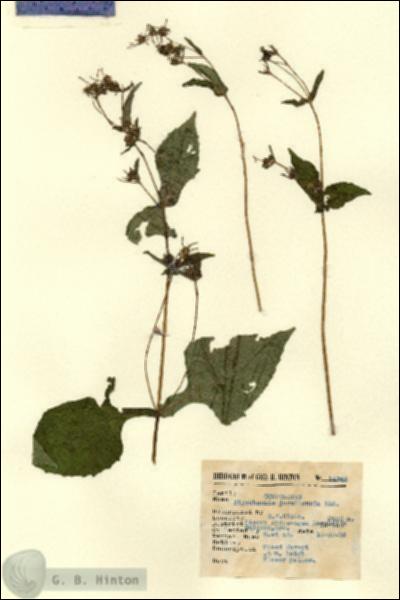 URN_catalog_HBHinton_herbarium_14745.jpg.jpg