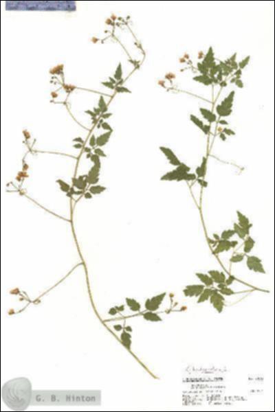 URN_catalog_HBHinton_herbarium_20532.jpg.jpg