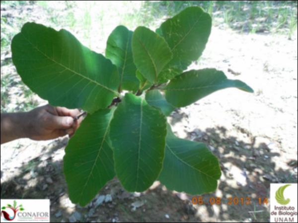 74525_S2_HJ1_20130805_005_001.jpg.jpg