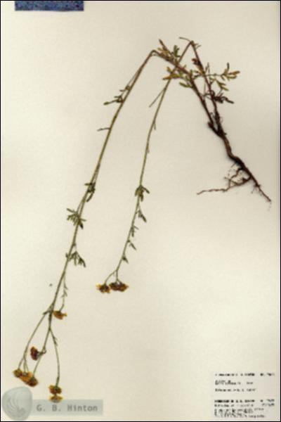 URN_catalog_HBHinton_herbarium_23678.jpg.jpg