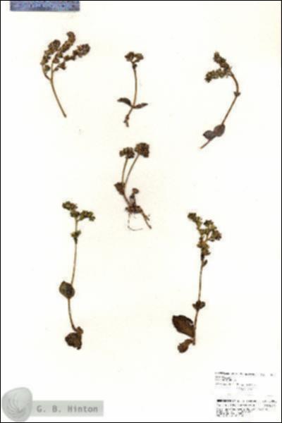 URN_catalog_HBHinton_herbarium_20808.jpg.jpg
