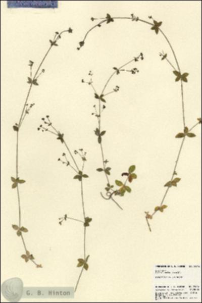 URN_catalog_HBHinton_herbarium_21916.jpg.jpg