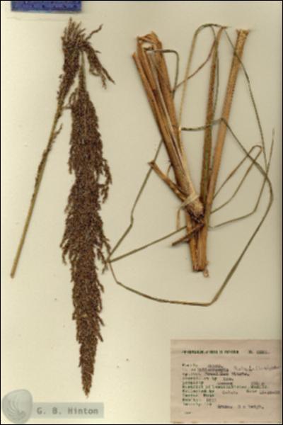 URN_catalog_HBHinton_herbarium_2591.jpg.jpg