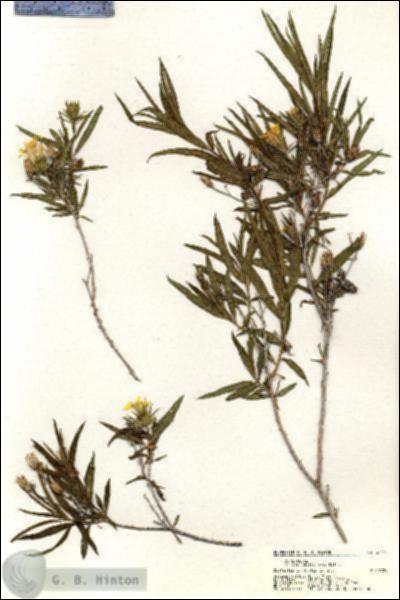 URN_catalog_HBHinton_herbarium_21117.jpg.jpg