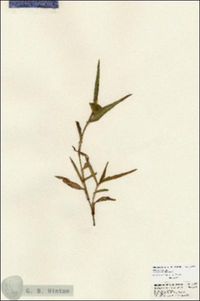 URN_catalog_HBHinton_herbarium_24237.jpg.jpg