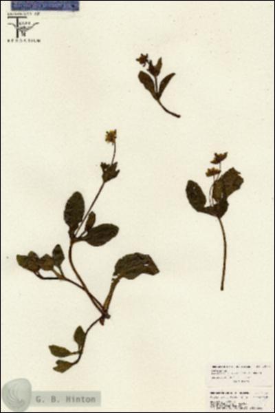 URN_catalog_HBHinton_herbarium_26540.jpg.jpg