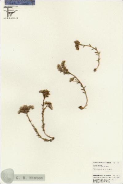 URN_catalog_HBHinton_herbarium_25585.jpg.jpg