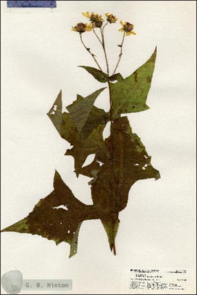 URN_catalog_HBHinton_herbarium_20890.jpg.jpg