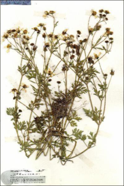 URN_catalog_HBHinton_herbarium_19641.jpg.jpg
