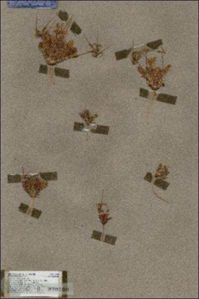 URN_catalog_HBHinton_herbarium_17764.jpg.jpg