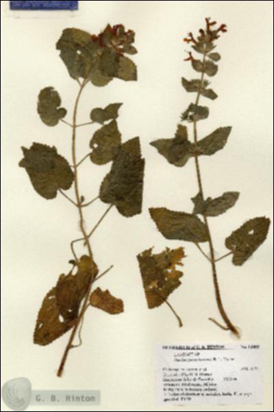 URN_catalog_HBHinton_herbarium_13489.jpg.jpg