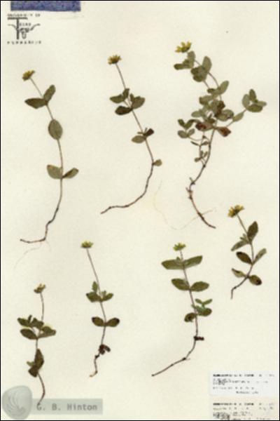 URN_catalog_HBHinton_herbarium_26677.jpg.jpg