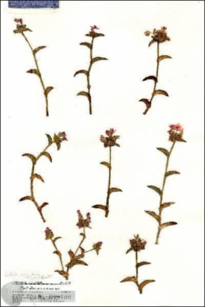 URN_catalog_HBHinton_herbarium_20409.jpg.jpg