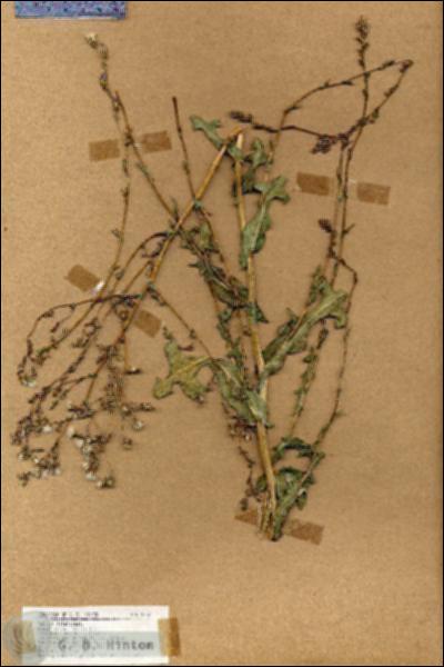 URN_catalog_HBHinton_herbarium_19032.jpg.jpg