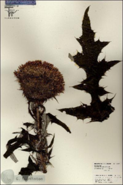 URN_catalog_HBHinton_herbarium_26197.jpg.jpg