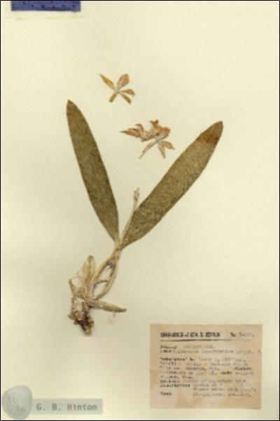 URN_catalog_HBHinton_herbarium_14136.jpg.jpg