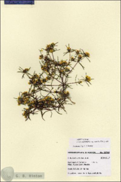 URN_catalog_HBHinton_herbarium_28766.jpg.jpg