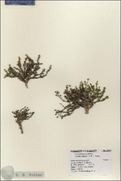 URN_catalog_HBHinton_herbarium_28243.jpg.jpg