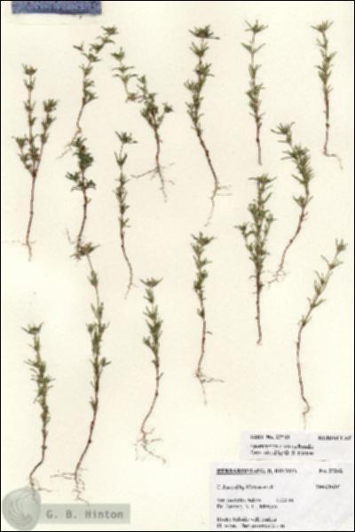 URN_catalog_HBHinton_herbarium_27242.jpg.jpg