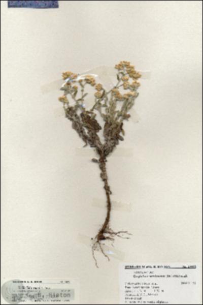 URN_catalog_HBHinton_herbarium_19995.jpg.jpg