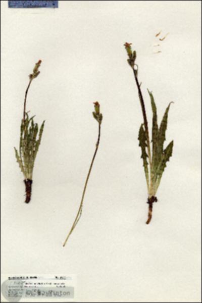 URN_catalog_HBHinton_herbarium_20314.jpg.jpg