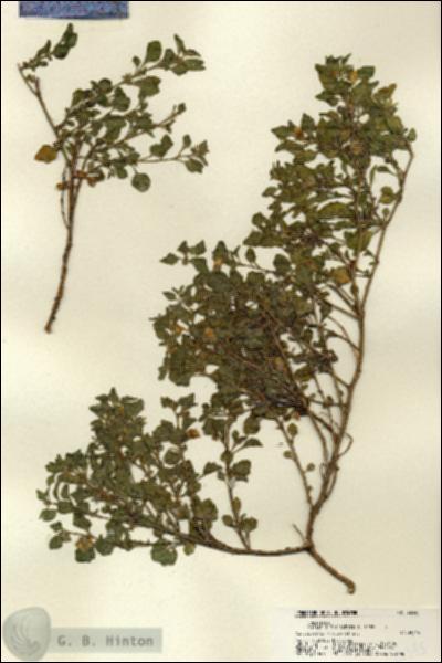 URN_catalog_HBHinton_herbarium_22345.jpg.jpg