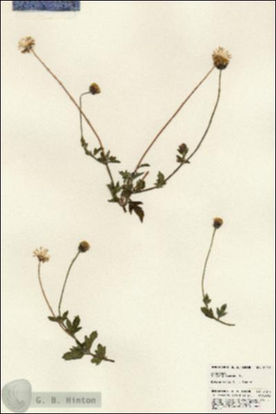 URN_catalog_HBHinton_herbarium_24278.jpg.jpg