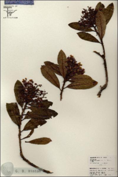 URN_catalog_HBHinton_herbarium_26573.jpg.jpg