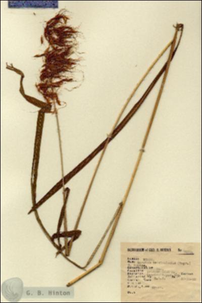 URN_catalog_HBHinton_herbarium_2252.jpg.jpg
