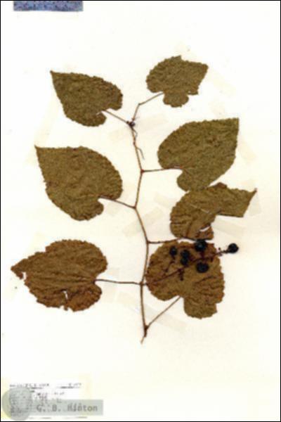 URN_catalog_HBHinton_herbarium_19213.jpg.jpg