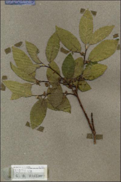 URN_catalog_HBHinton_herbarium_17801.jpg.jpg
