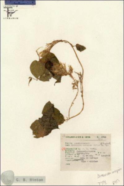 URN_catalog_HBHinton_herbarium_6713.jpg.jpg