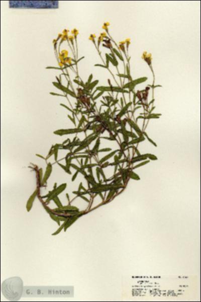 URN_catalog_HBHinton_herbarium_21324.jpg.jpg