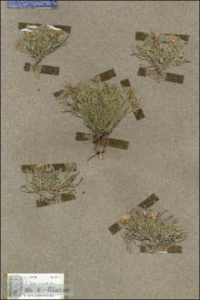 URN_catalog_HBHinton_herbarium_19524.jpg.jpg